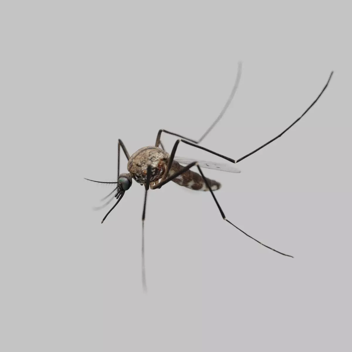 Realistic Mosquito 3D Model  Game Ready Low-poly 3D model_0
