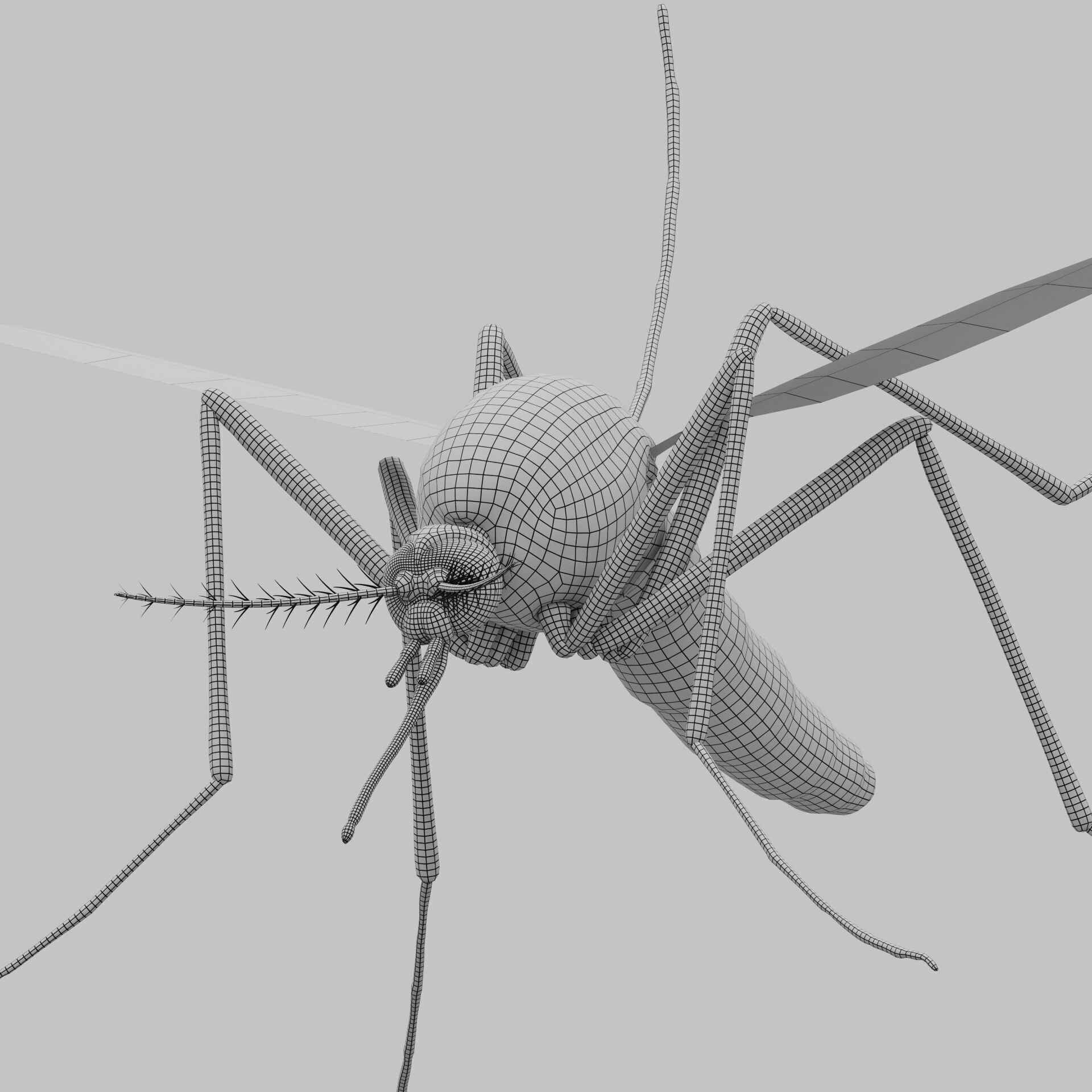 Realistic Mosquito 3D Model  Game Ready Low-poly 3D model_10