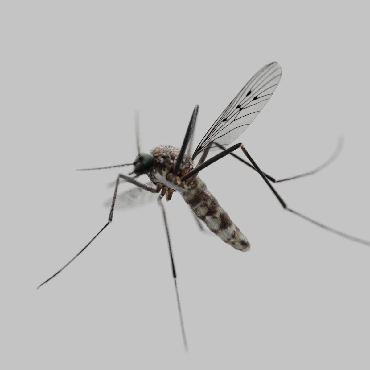 Realistic Mosquito 3D Model  Game Ready Low-poly 3D model_5