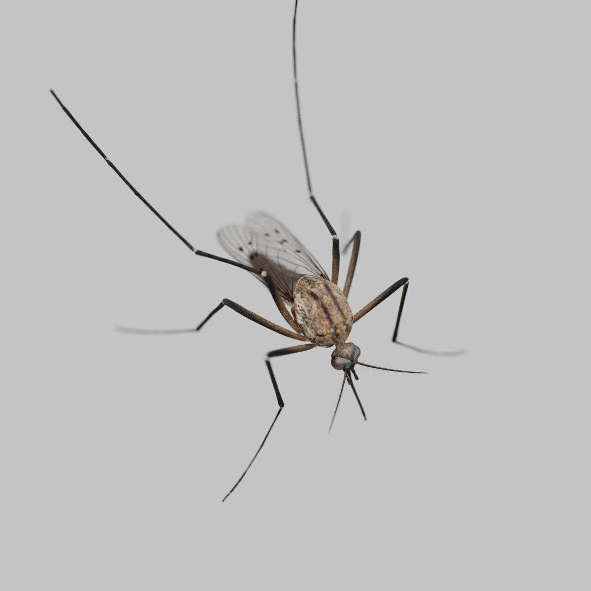 Realistic Mosquito 3D Model  Game Ready Low-poly 3D model_2
