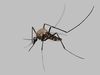 Realistic Mosquito 3D Model  Game Ready Low-poly 3D model_1