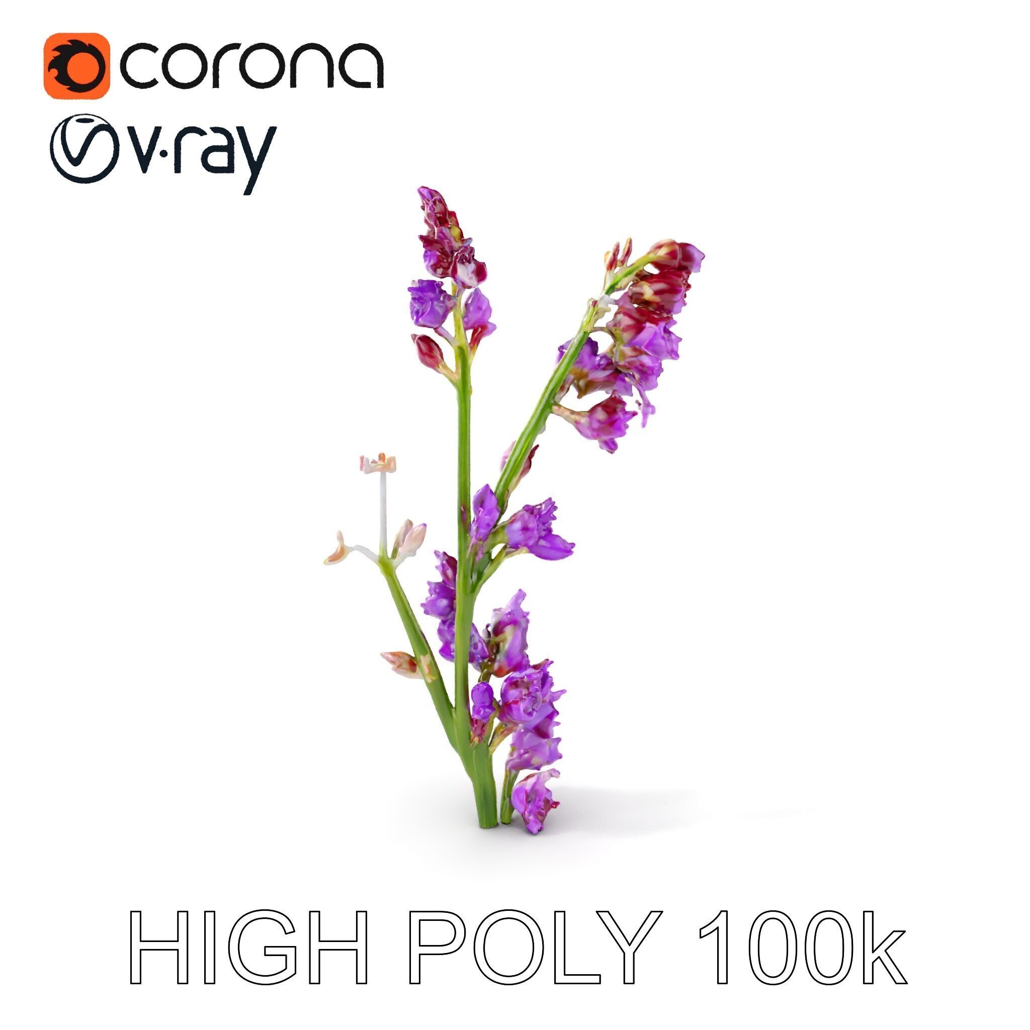 Lavender Plant D Model Pack Low-poly 3D model_17