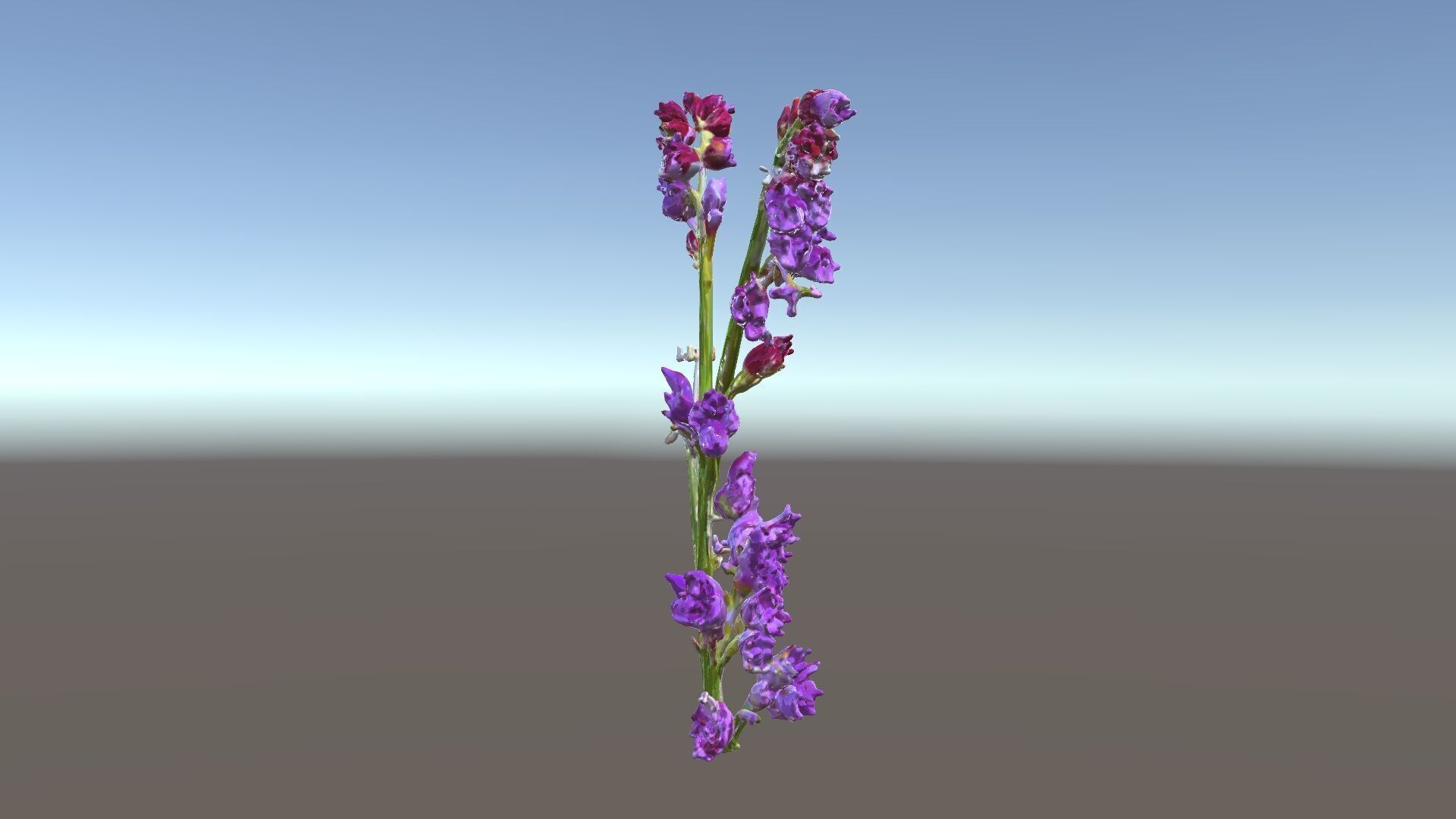 Lavender Plant D Model Pack Low-poly 3D model_6