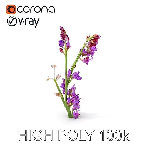 Lavender Plant D Model Pack Low-poly 3D model