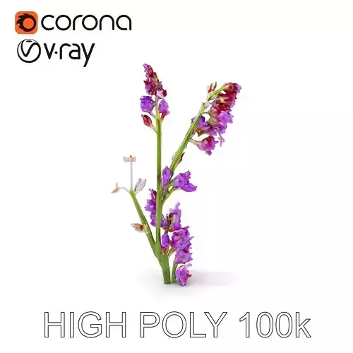 Lavender Plant D Model Pack Low-poly 3D model