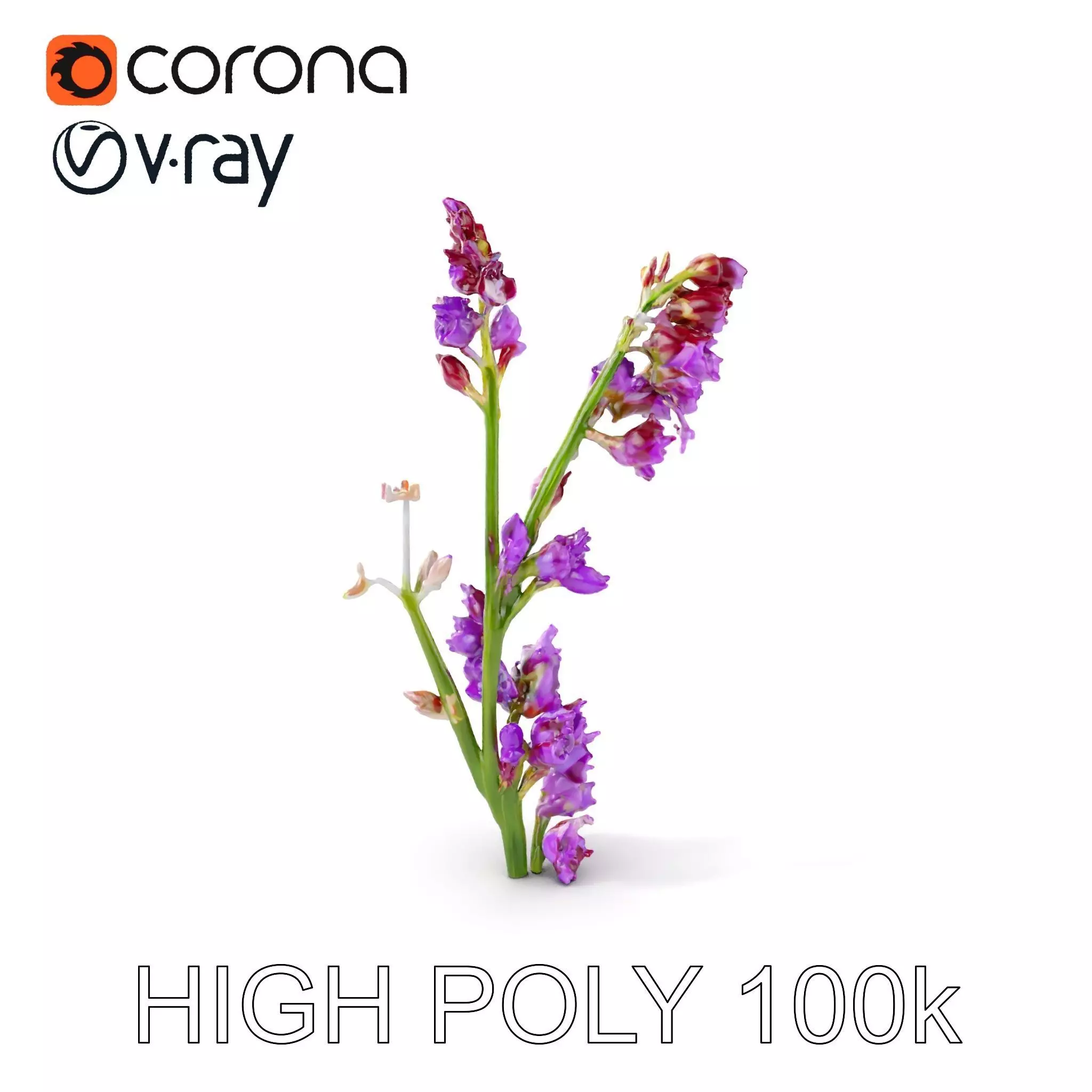 Lavender Plant D Model Pack Low-poly 3D model_0
