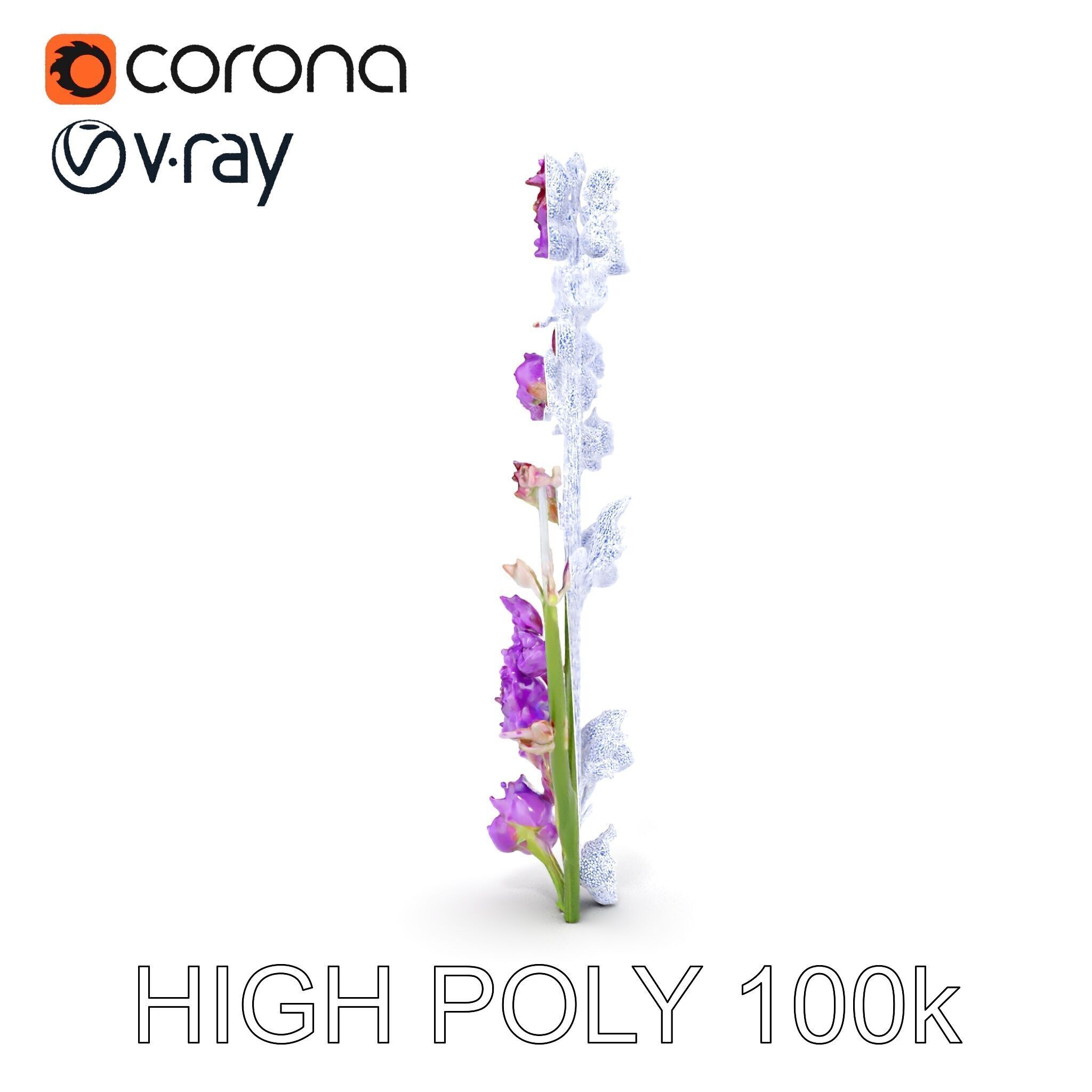 Lavender Plant D Model Pack Low-poly 3D model_22