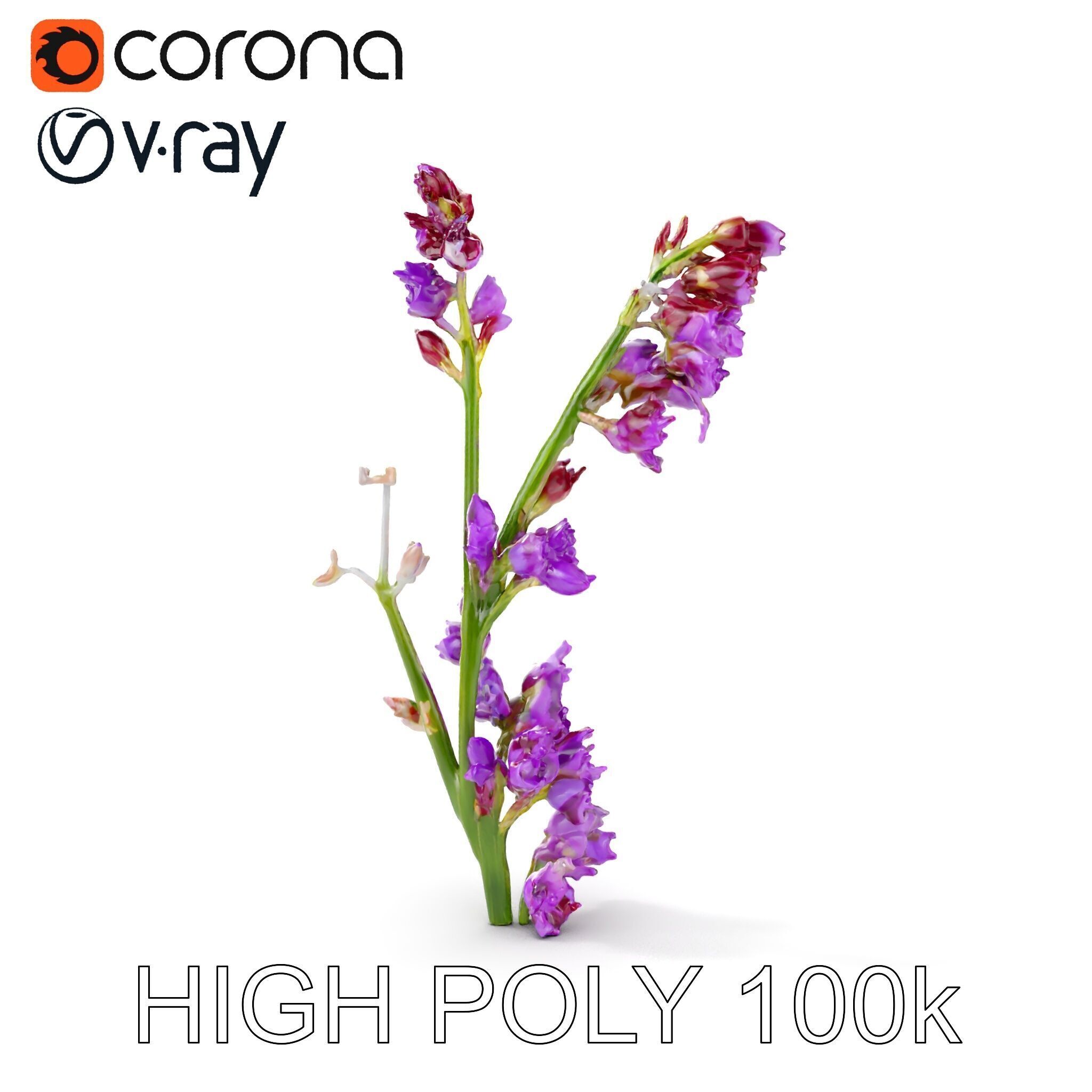 Lavender Plant D Model Pack Low-poly 3D model_18