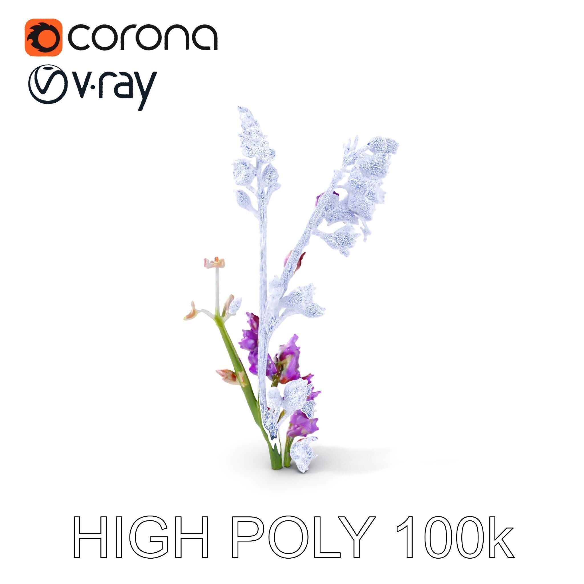 Lavender Plant D Model Pack Low-poly 3D model_20