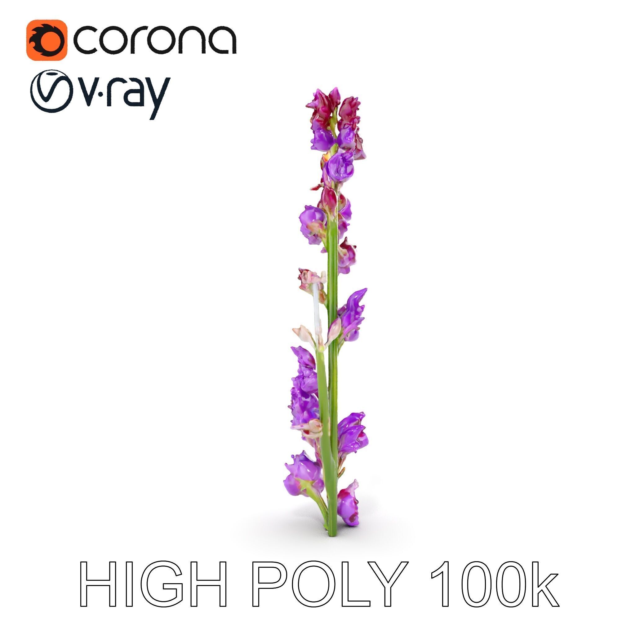 Lavender Plant D Model Pack Low-poly 3D model_19