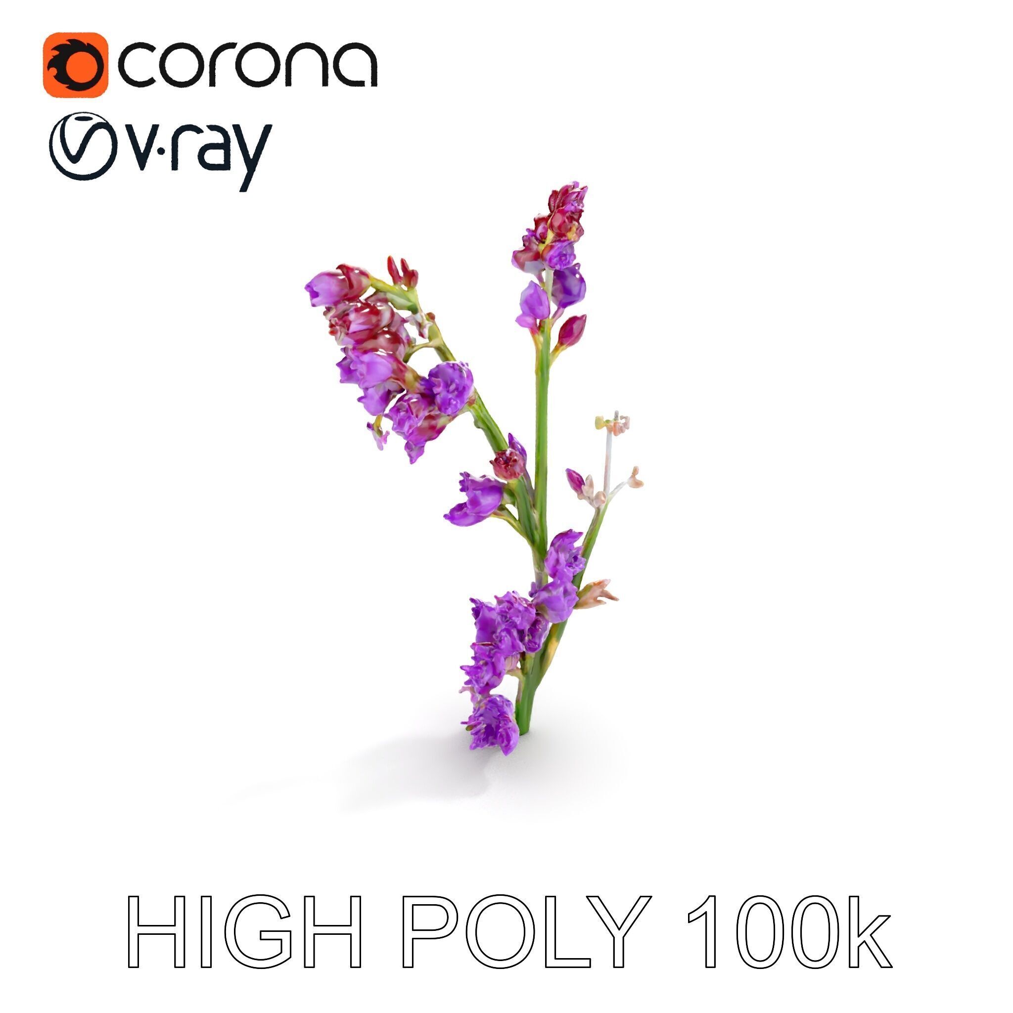 Lavender Plant D Model Pack Low-poly 3D model_7