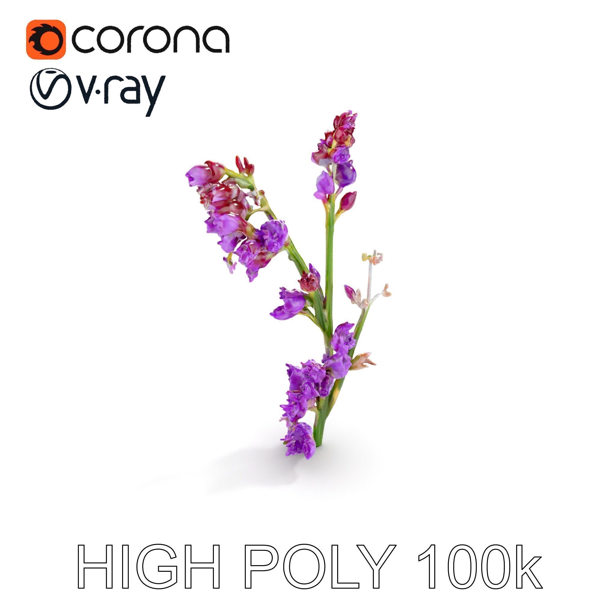 Lavender Plant D Model Pack Low-poly 3D model_15
