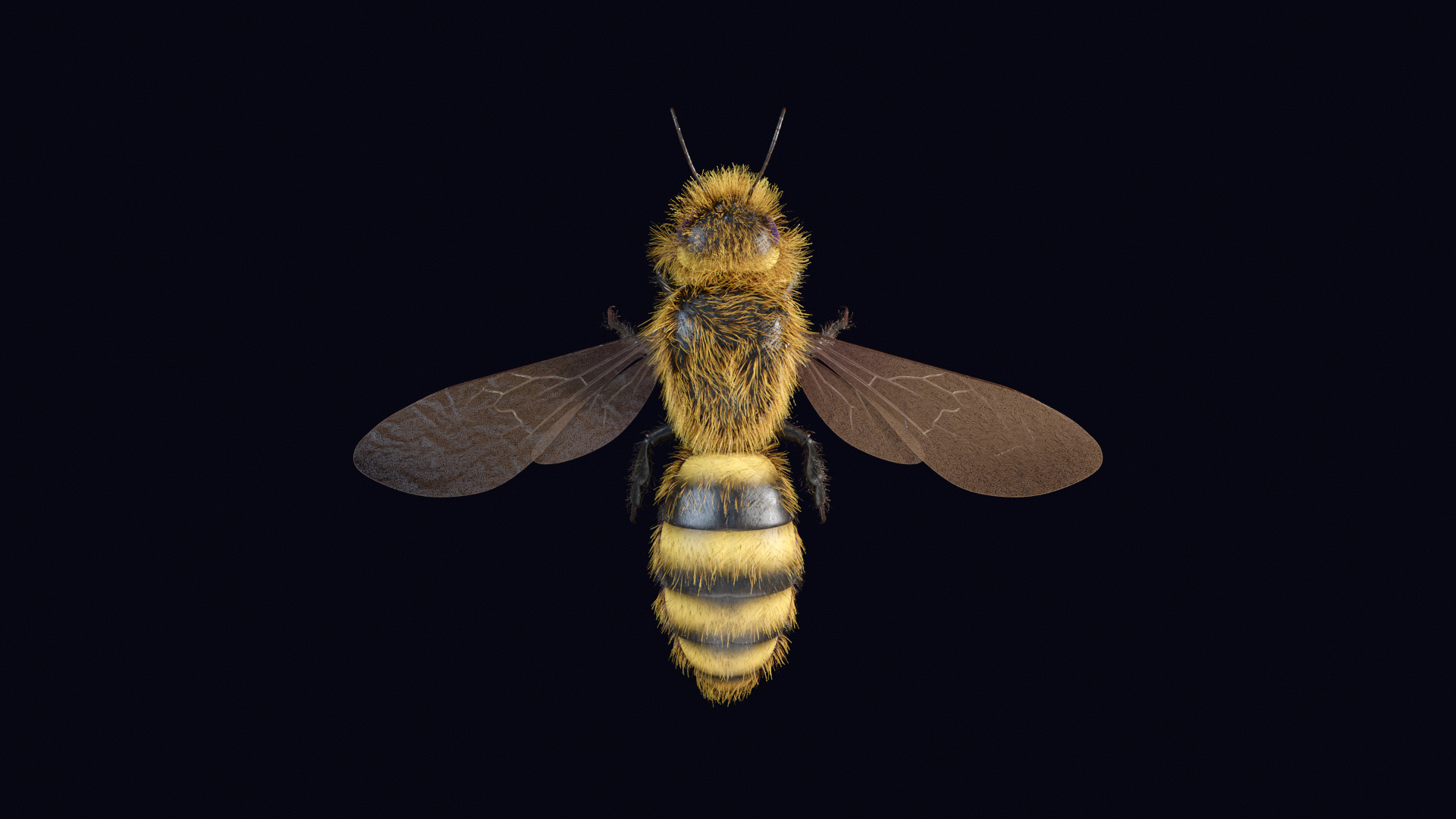 Animated Worker Bee Rig Flight Cycle 4K PBR 3D model_7
