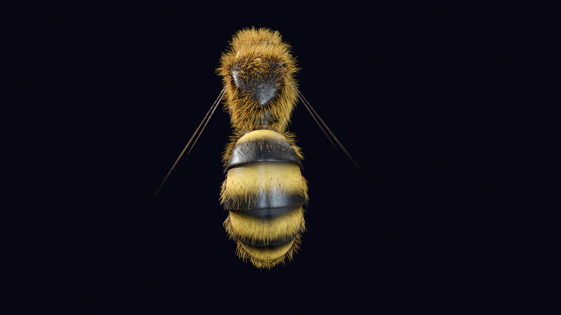 Animated Worker Bee Rig Flight Cycle 4K PBR 3D model_9