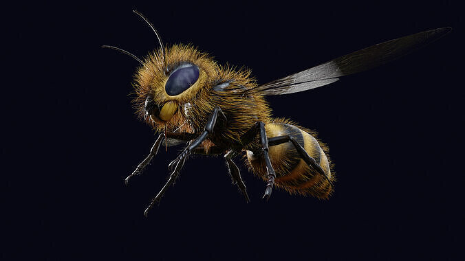 Animated Worker Bee  Rig  Flight Cycle  4K PBR   3D model