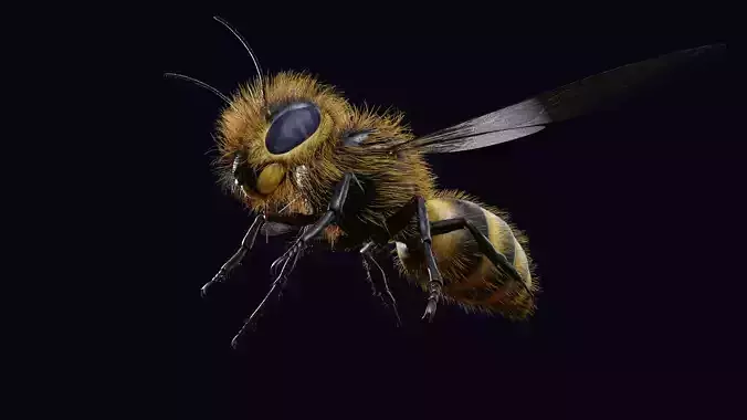 Animated Worker Bee  Rig  Flight Cycle  4K PBR  