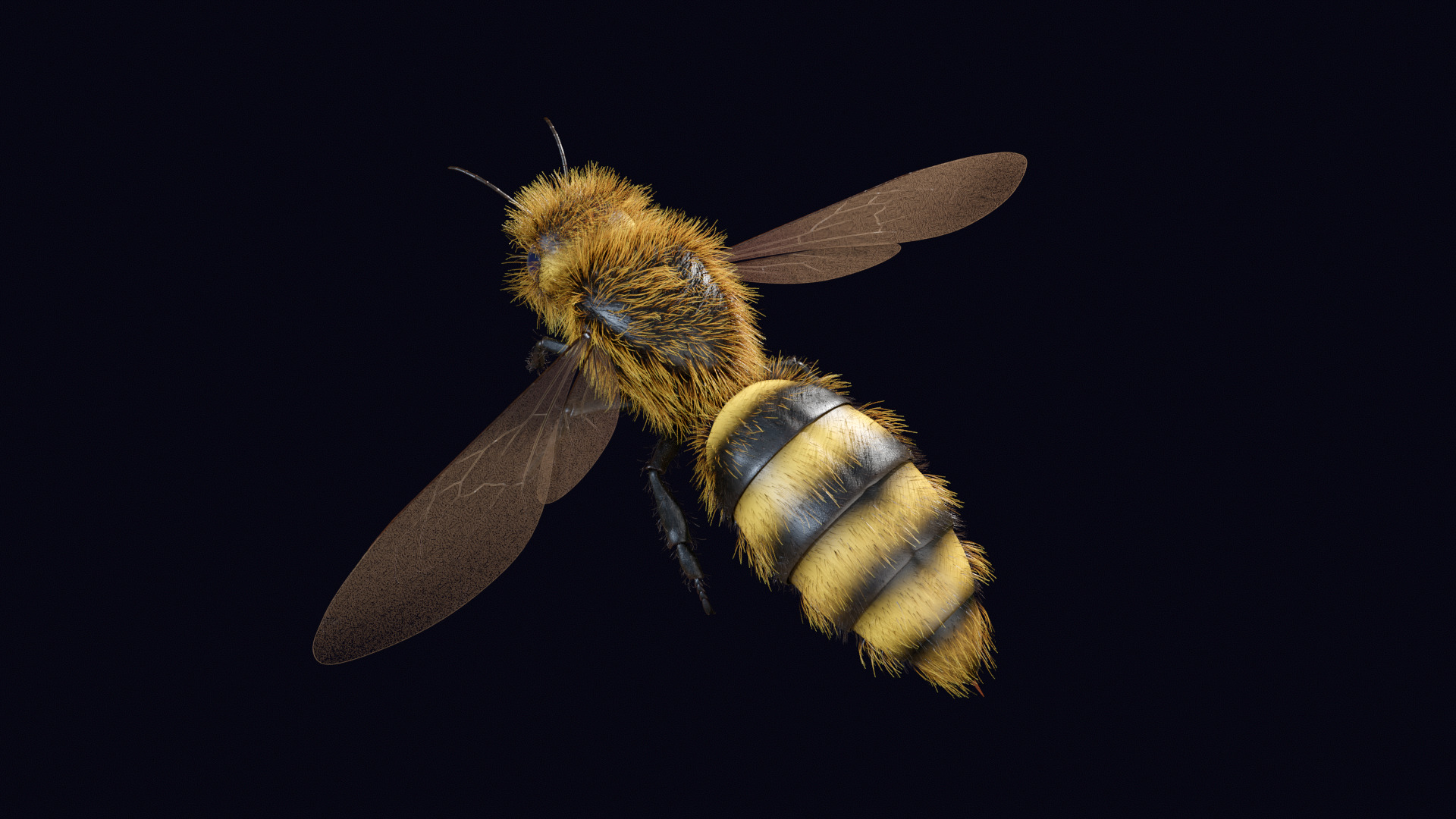 Animated Worker Bee Rig Flight Cycle 4K PBR 3D model_3