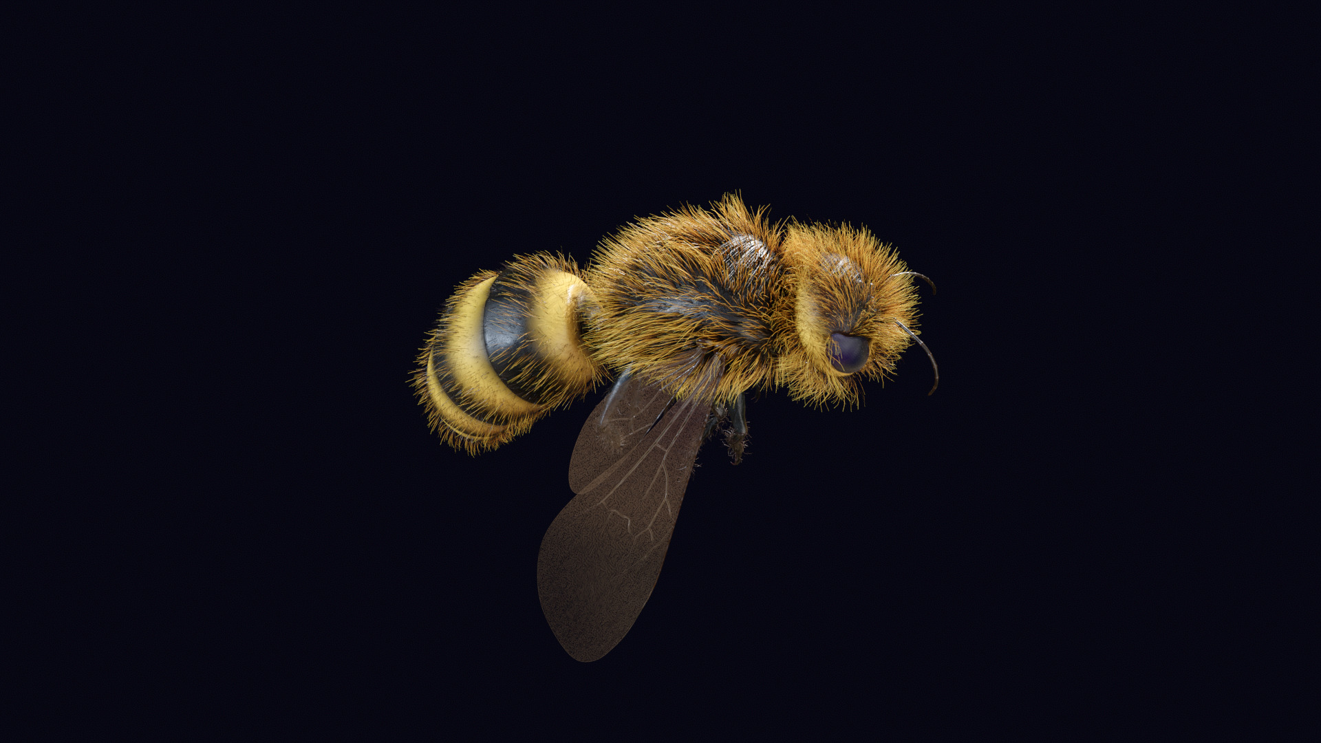 Animated Worker Bee Rig Flight Cycle 4K PBR 3D model_10