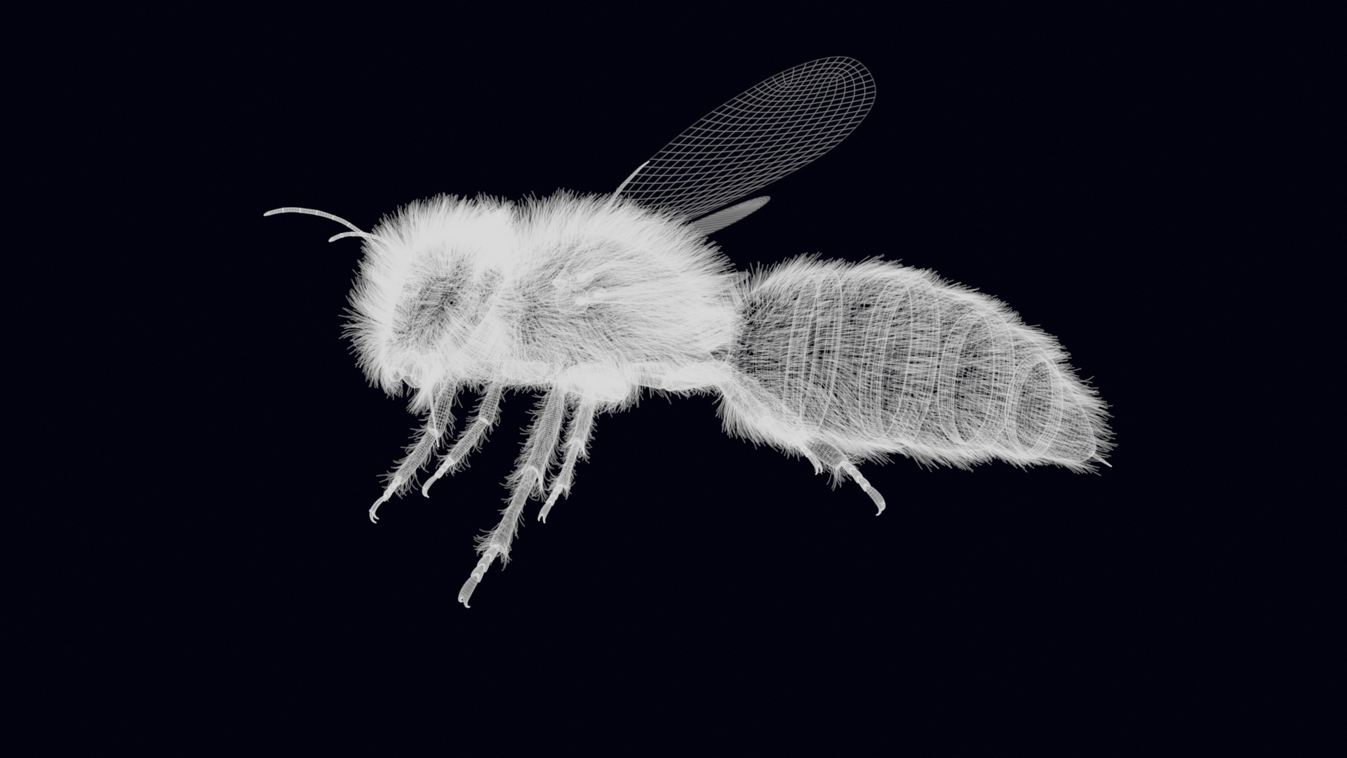 Animated Worker Bee Rig Flight Cycle 4K PBR 3D model_23