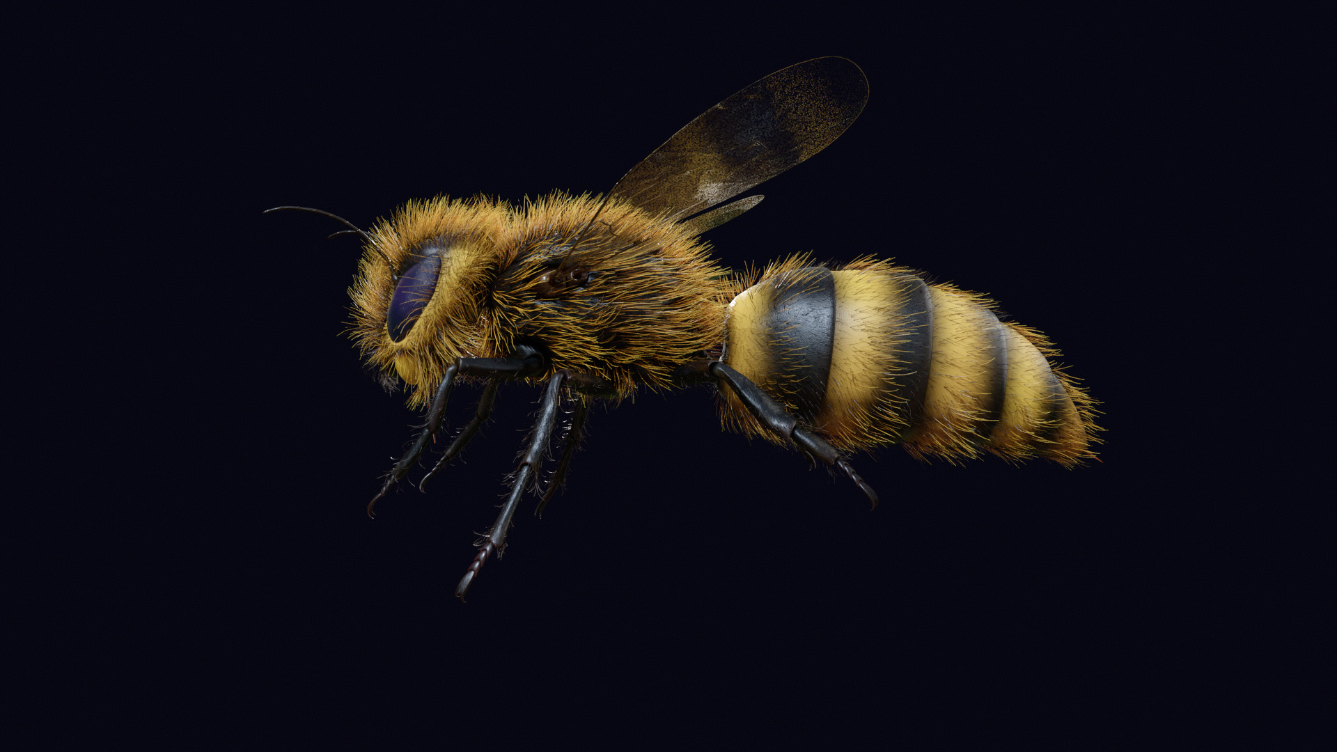 Animated Worker Bee Rig Flight Cycle 4K PBR 3D model_6