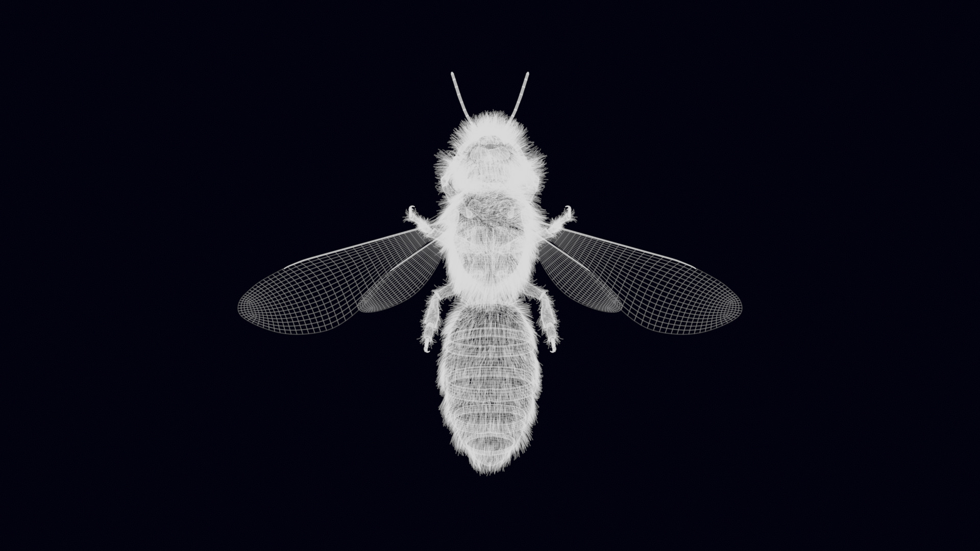 Animated Worker Bee Rig Flight Cycle 4K PBR 3D model_24