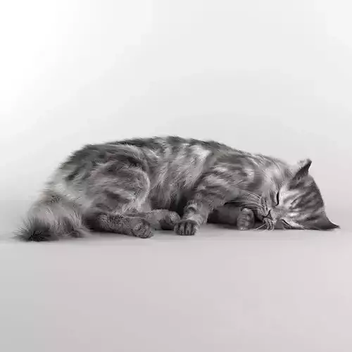 SLEEPING CAT