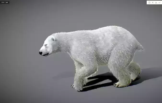 Polar bear
