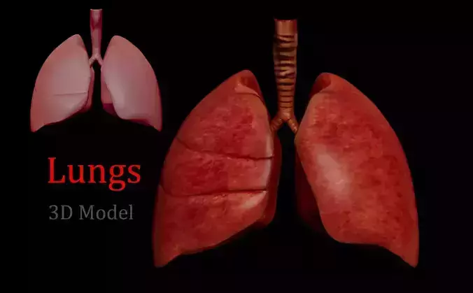 Realistic Human Lungs 3D Model Anatomical Medical Lung Low-poly 3D model