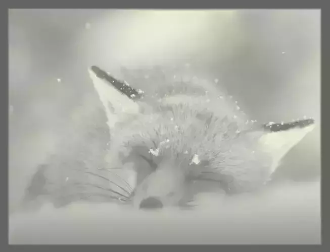 The fox sleeps in the snow