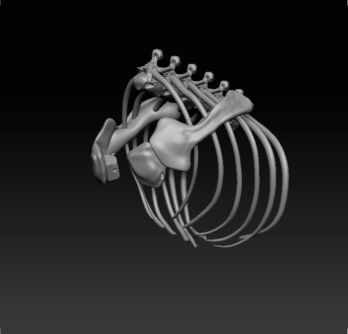 Brachiosaurus Skeleton 3D print model_4