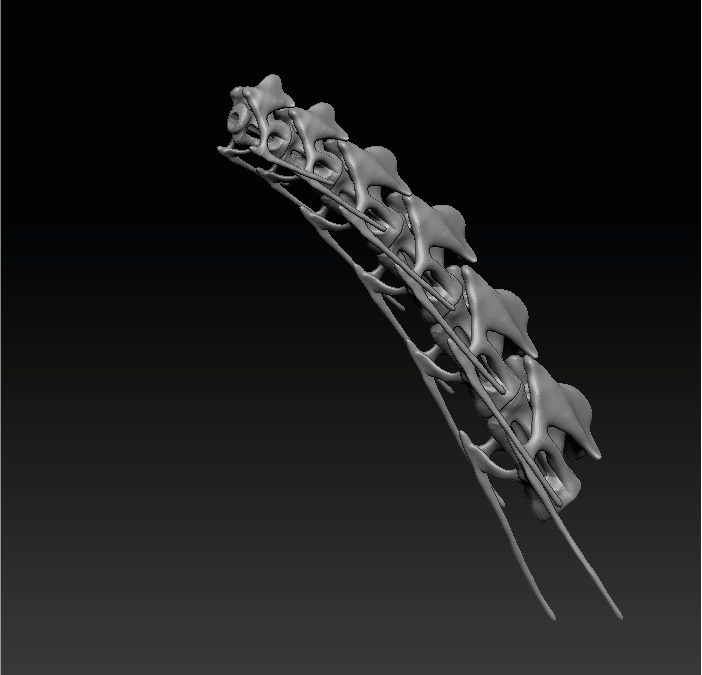 Brachiosaurus Skeleton 3D print model_2