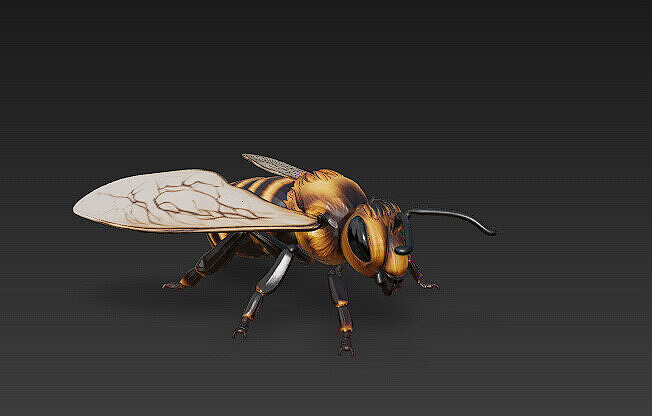 Honey Bee Realistic 3D Model - Low Poly Realistic Low-poly 3D model
