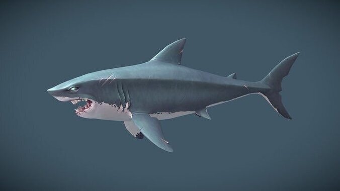Shark model Free 3D model