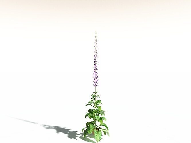 EVERYPlant Common Foxglove LowPoly -16 Models- Low-poly 3D model