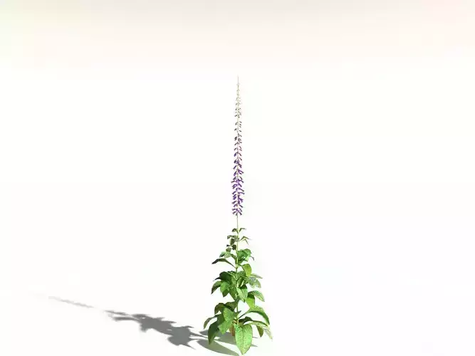 EVERYPlant Common Foxglove LowPoly -16 Models- Low-poly 3D model