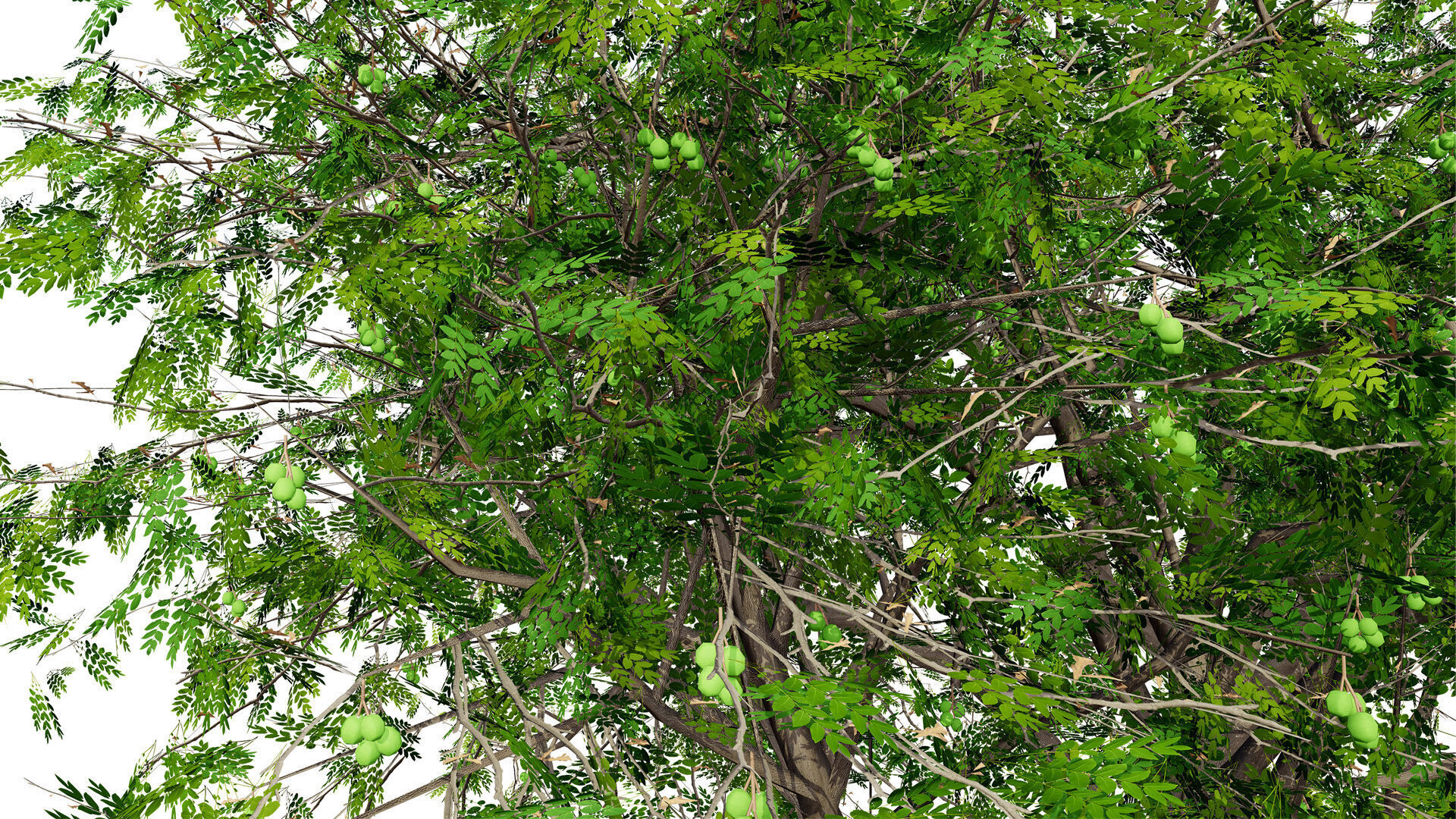 Walnut Tree 3D Model Low-poly 3D model_4