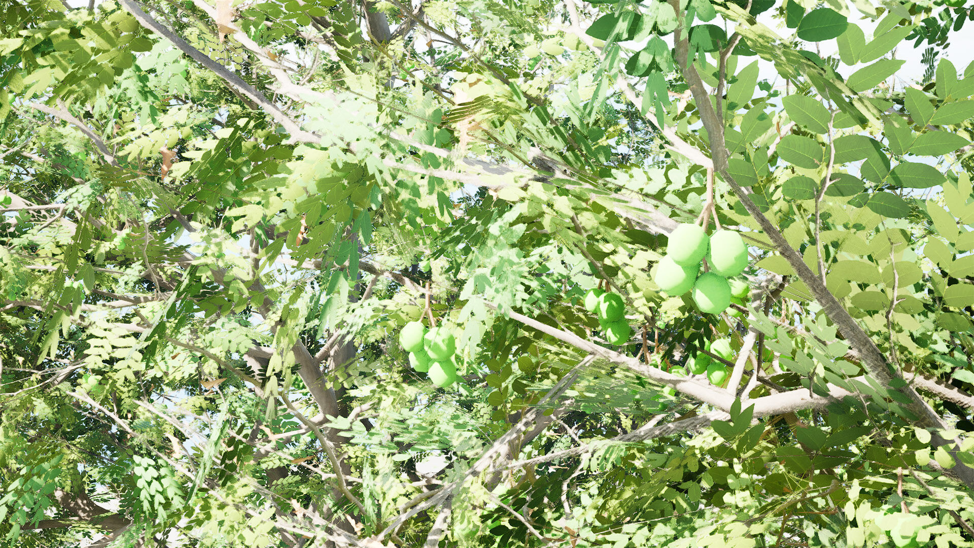 Walnut Tree 3D Model Low-poly 3D model_7