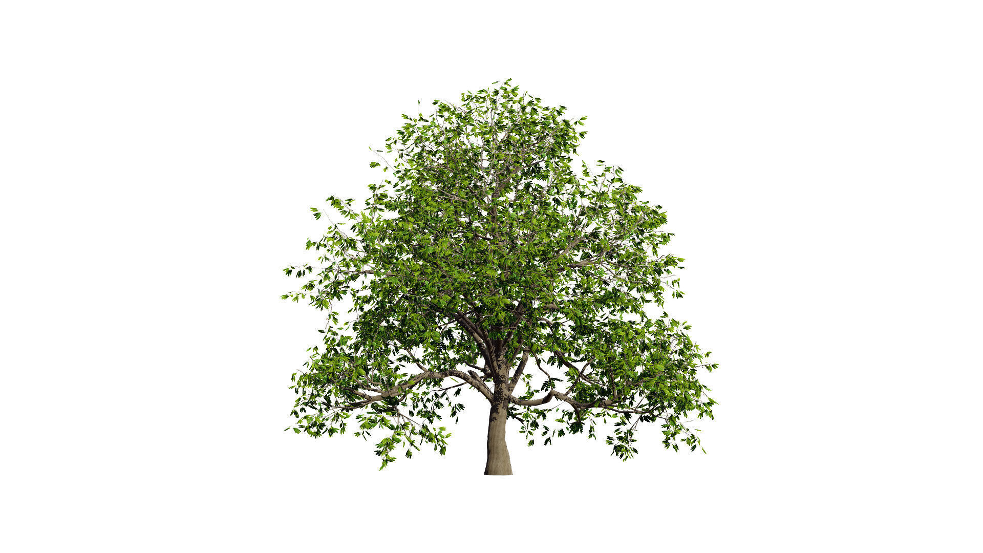 Walnut Tree 3D Model Low-poly 3D model_5