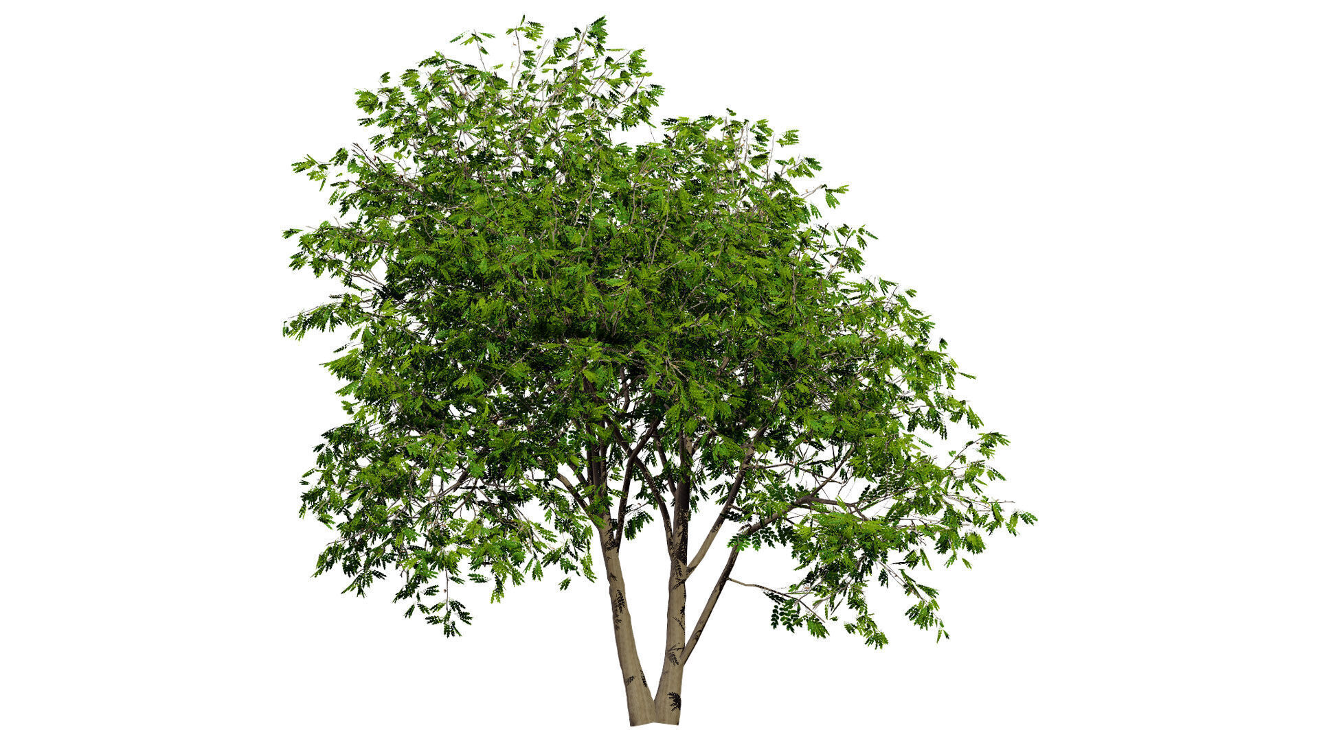Walnut Tree 3D Model Low-poly 3D model_2