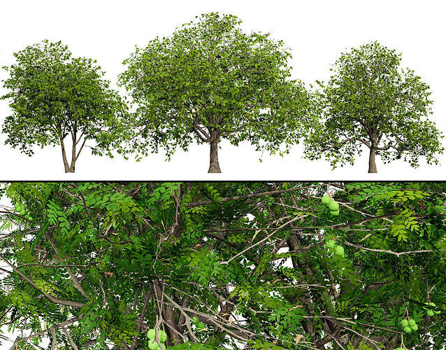 Walnut Tree 3D Model Low-poly 3D model