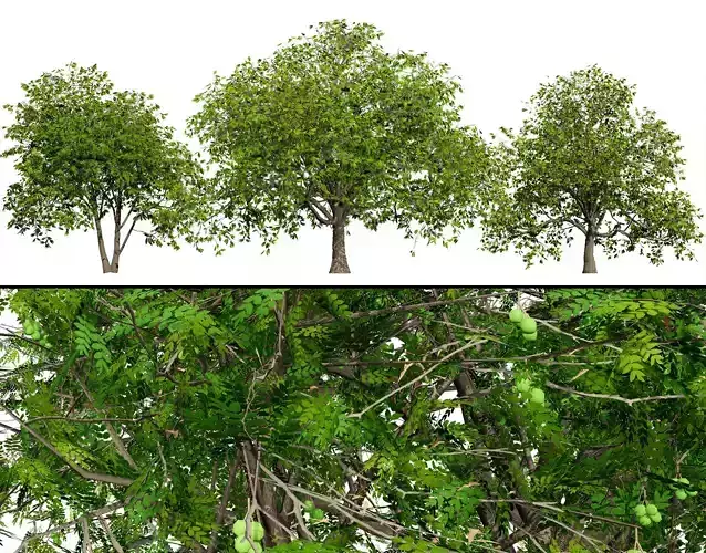 Walnut Tree 3D Model