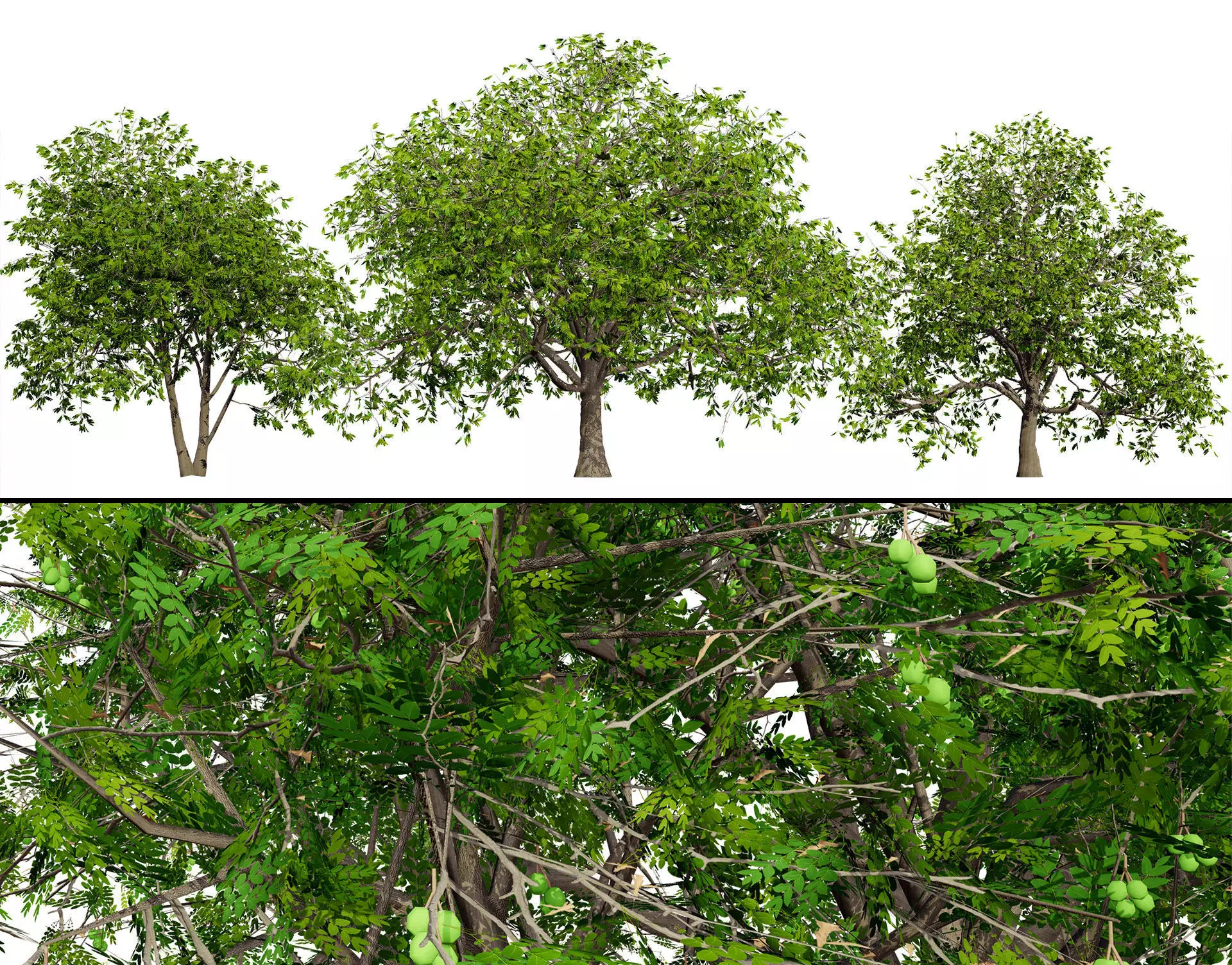 Walnut Tree 3D Model Low-poly 3D model_0