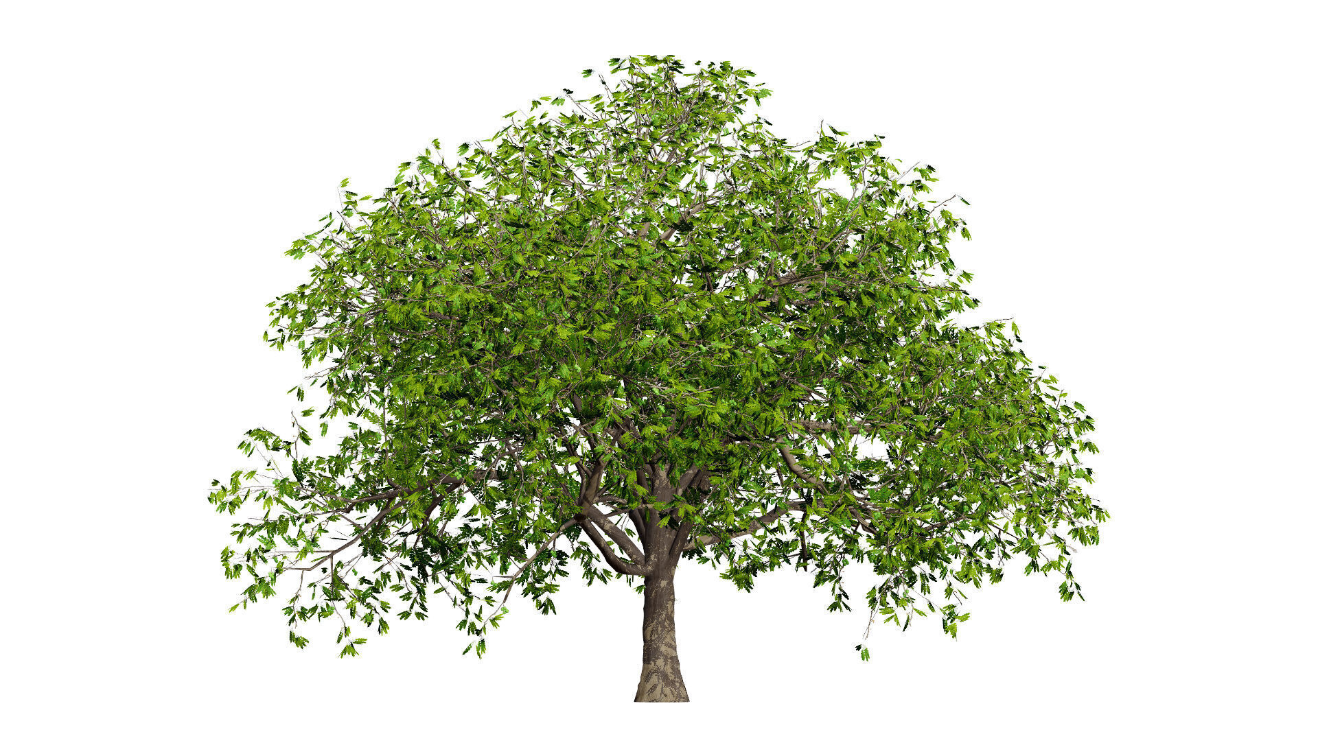Walnut Tree 3D Model Low-poly 3D model_3