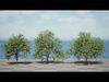 Walnut Tree 3D Model Low-poly 3D model_1