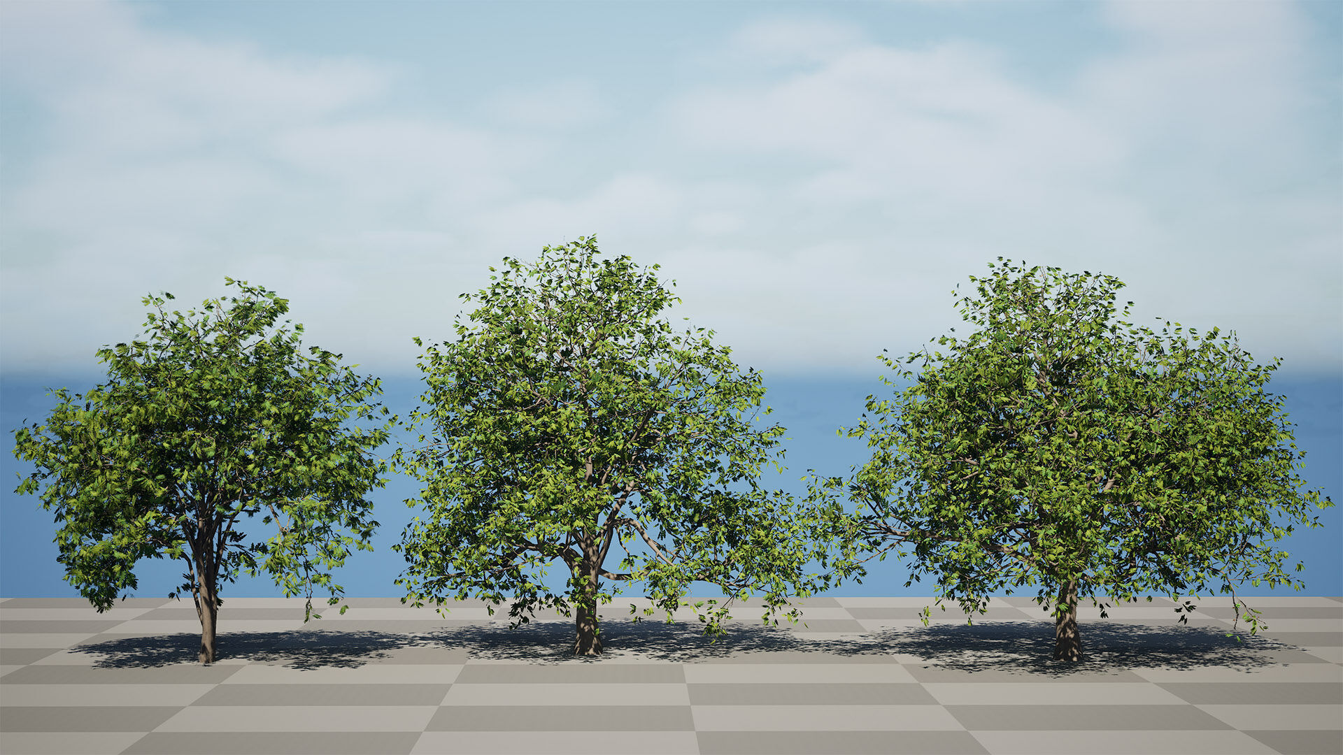 Walnut Tree 3D Model Low-poly 3D model_6