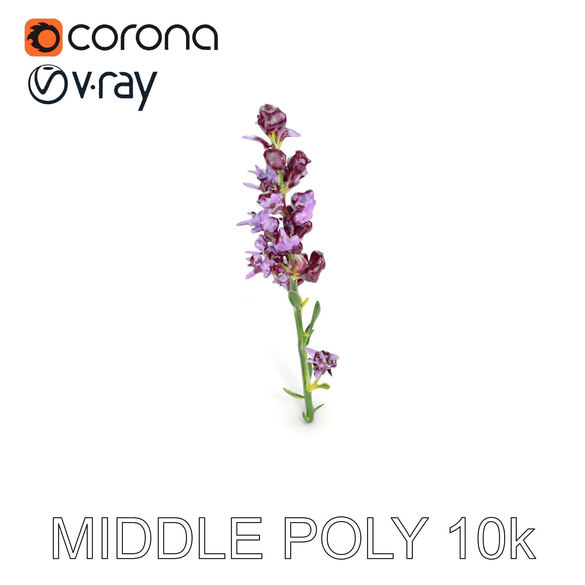 Lavender Flower D Model Pack Low-poly 3D model_9