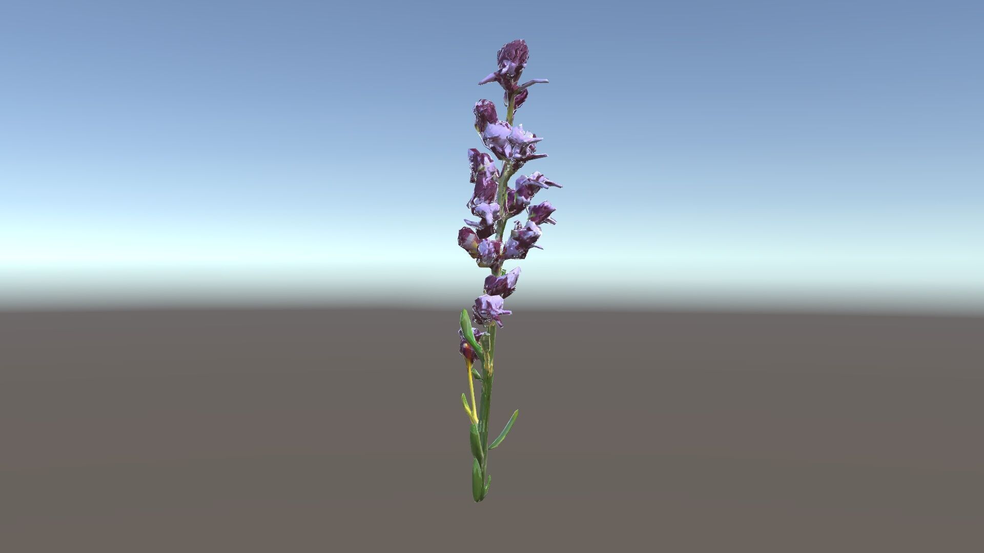 Lavender Flower D Model Pack Low-poly 3D model_35