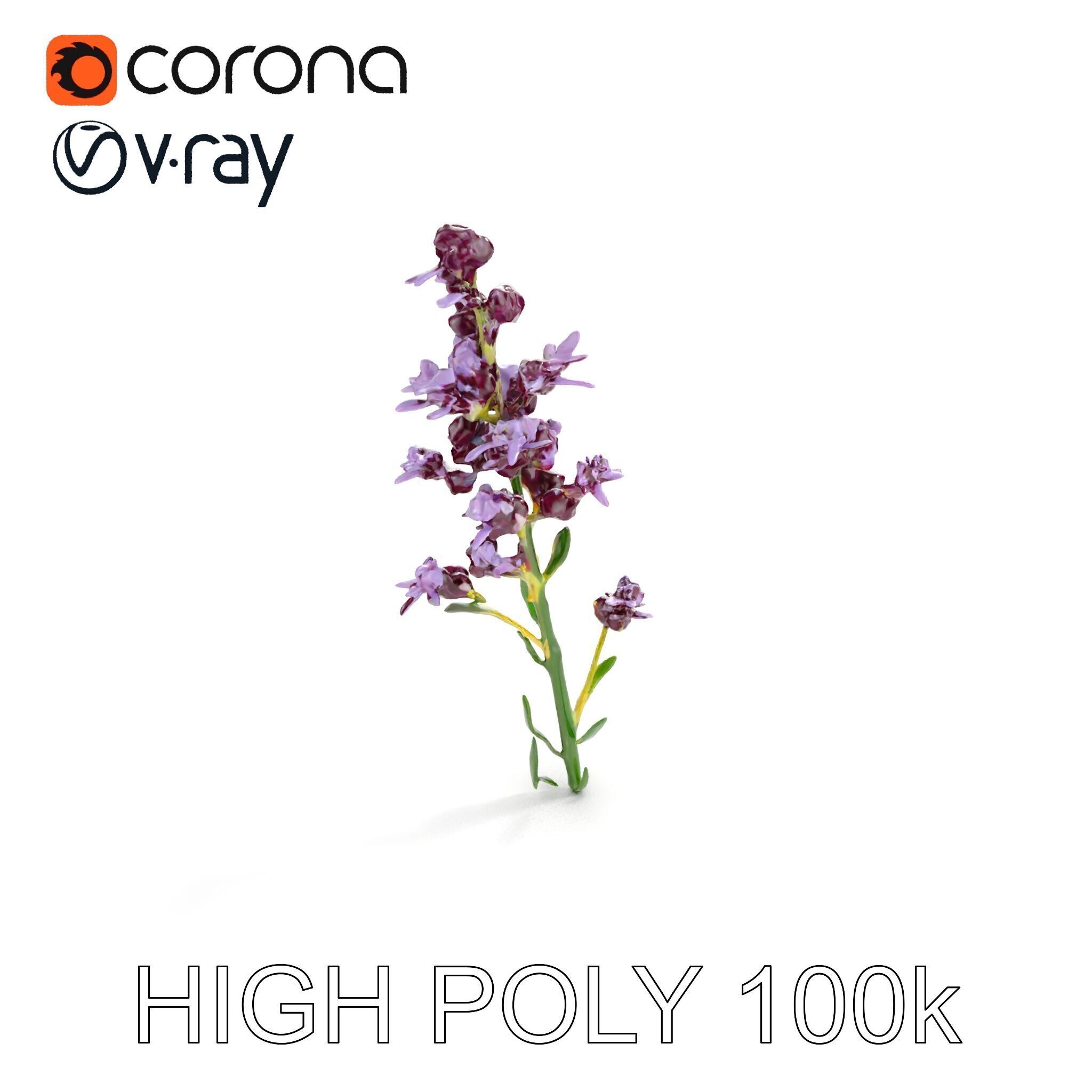 Lavender Flower D Model Pack Low-poly 3D model_13