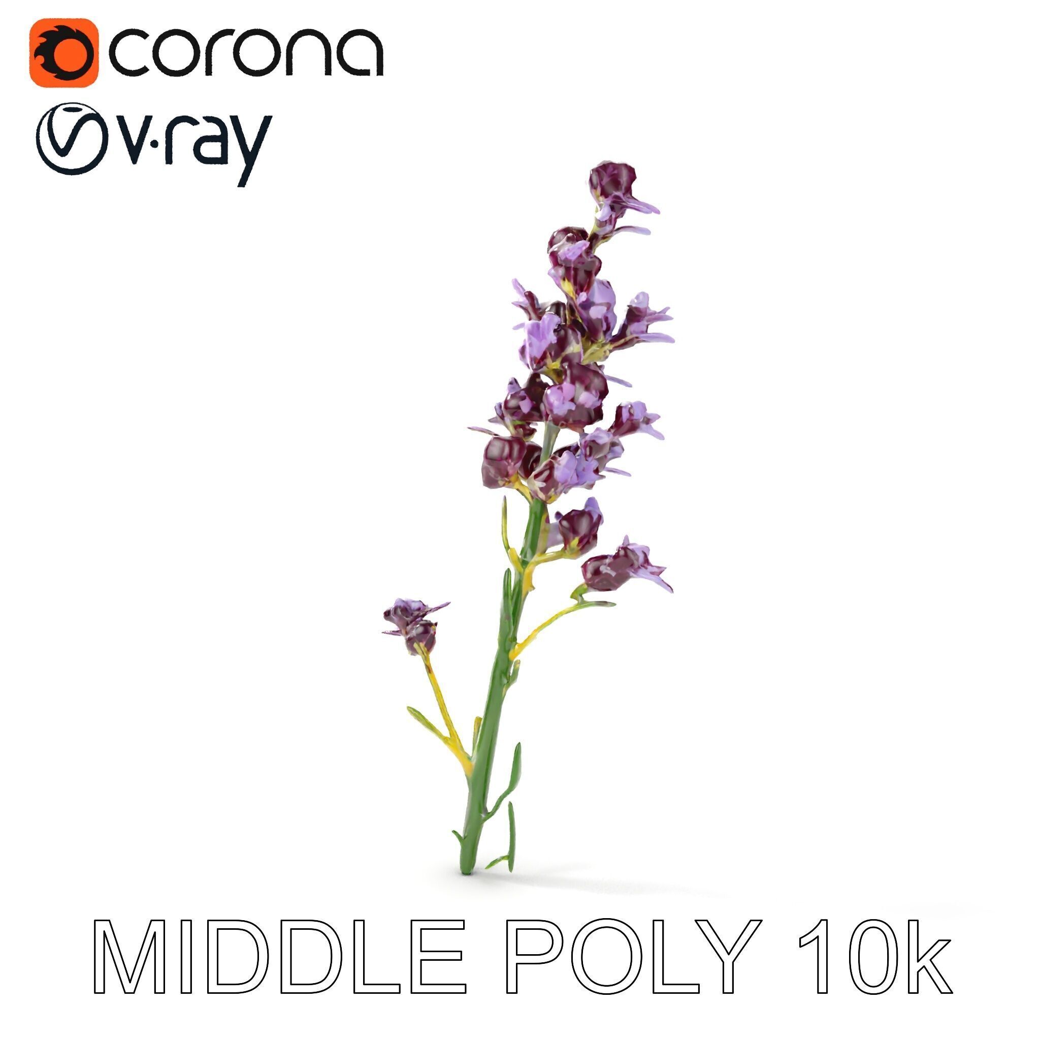 Lavender Flower D Model Pack Low-poly 3D model_7