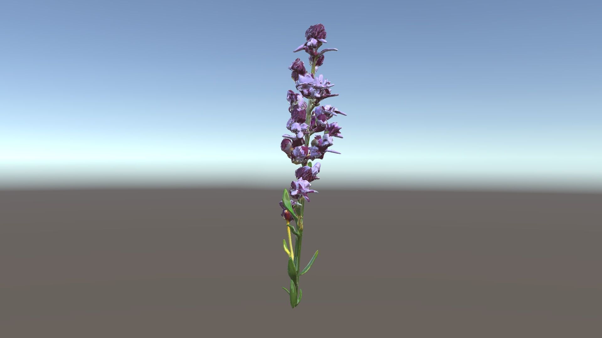 Lavender Flower D Model Pack Low-poly 3D model_34